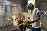 Bruno Gemoy, Sapi Presiden Prabowo yang Dapat Perawatan Mewah Jelang Iduladha