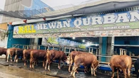 Hari Raya Iduladha: Pembeli Hewan Kurban Tahun Ini Lesu, Pedagang Gigit Jari