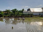 Jumlah Petani di Provinsi DIY Menurun, Ini Sebabnya