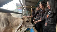 Stok Daging Kurban di Depok Surplus Jelang Iduladha 2026, DKP3 Pastikan Aman dan Cukup