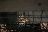 Warga Surabaya Minta Bantuan Evakuasi Buaya, Dulu Lucu Kini Mengkhawatirkan