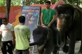 Viral Anak Gajah di KBS Ditunggangi Pawang, KBS Bilang Begini