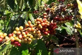Harga Kopi Robusta Temanggung Turun, Pemkab: Petani Masih Untung