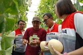 Greenhouse Melon Binaan Pertagas di Sidoarjo Panen 1,7 Ton, Omset Tembus Rp51 Juta