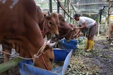 RPH Surabaya Pastikan Pemotongan Kurban Higienis dan Sesuai Syariat