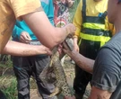Seekor Buaya Dievakuasi dari Sungai Progo Bantul