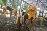 Menjelang Iduladha, Pemkab Batang Temukan 3 Sapi Diduga Bergejala PMK, Disarankan Tak Dijual untuk Kurban