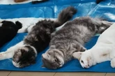 Tekan Populasi, Pemkot Jakarta Barat Sterilisasi 200 Kucing