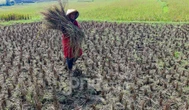 Ancaman Kekeringan Melanda Lahan Pertanian Semarang