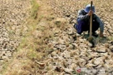 BMKG: Bali Masuk Puncak Kemarau Agustus 2026, Waspada El Nino Lebih Kering!
