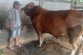 Presiden Prabowo Salurkan 2 Sapi Kurban Raksasa di Kota Semarang