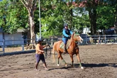 UGM Buka Sekolah Berkuda Terpadu untuk Umum, Ada Fasilitas Hippotherapy
