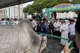 Iduladha 2026, Gubernur Khofifah Sebut Penjualan Kurban di Jatim Naik Signifikan