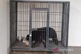 Warga Kulon Progo Ketahuan 10 Memelihara Satwa Dilindungi