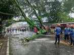 Hindari Jalan Ini Saat Berkendara di Kota Bogor dalam Kondisi Hujan dan Angin Kencang, Rawan Pohon Tumbang!