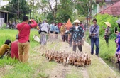 Jarang Terjadi, Nikah Gratis Pakai Mahar Sepasang Bebek