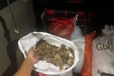 Kementerian Kehutanan Gagalkan Perdagangan Sisik Trenggiling di Kalsel