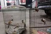Lansia di Situbondo Ditangkap Polisi Gegara Tangkap Cendet, Ternyata