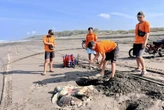 Bangkai Penyu Berukuran Besar Terdampar di Pantai Parangkusumo