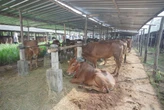 Sleman Kekurangan Ribuan Stok Sapi untuk Kurban