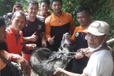 Buaya Muara 1,5 Meter Gegerkan Warga Rungkut Surabaya, Penangkapan Berlangsung Dramatis