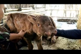 Bikin Geger, Anak Sapi Bermata Tiga dan Berkepala Dua Lahir di Magetan