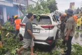 Cuaca Ekstrem di Jember, Pohon Tumbang Rusak Mobil dan Tembok RS Paru