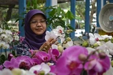 Keragaman Anggrek Indonesia Terancam Jika Tak Dikonservasi
