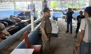 Menjelang Iduladha 2025, Satpol PP Depok Awasi Lapak Penjual Hewan Kurban
