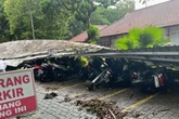 Angin Kencang Sebabkan Pohon Tumbang Menimpa Sejumlah Kendaraan di Unej
