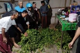 Meresahkan, 3 Pencuri & Perusak Tanaman Cabai di Situbondo Ditangkap Polisi