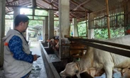 Pemkot Jogja Cari Kurban dari Daerah Lain untuk Cukupi Kebutuhan