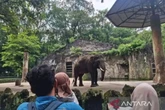 Ulang Tahun Jakarta, Ragunan Gratiskan Tiket Masuk 3 Hari