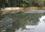 Situ Bahar Tercemar, DLHK Depok Lakukan Verifikasi Lapangan