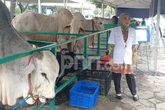 Sapi Presiden Prabowo Tiba di Masjid Al-Akbar Surabaya, Sempat Mengamuk & Seruduk Warga