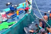 Puluhan Nelayan Sendang Biru Gotong Royong Selamatkan Hiu Paus Tersangkut Jaring