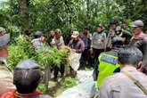 Ratusan Tanaman Ganja Ditemukan di Lereng Gunung Semeru, 2 Orang Ini Dalangnya