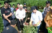 Singkong & Ubi Jadi Andalan Baru Pemkot Semarang untuk Mengganti Beras