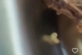Viral MBG Pertama di Tuban Diwarnai Temuan Belatung pada Makanan