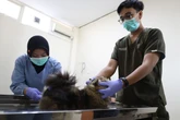 Sterilisasi Gratis untuk 100 Kucing Lokal Warnai HUT ke-733 Kota Surabaya