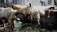 Momentum Iduladha, 12 Kambing Dikurbankan di Lapas Perempuan Semarang