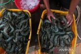 Blue Food: Pangan Alternatif untuk Mengatasi Krisis Iklim
