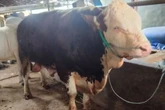 Penampakan Sapi Kurban Presiden Prabowo untuk Warga Blora, Bobotnya Hampir 1 Ton