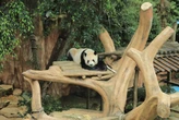 Tingkatkan Potensi Kelahiran, Panda Raksasa di Taman Safari Bogor Jalani Inseminasi