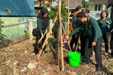Perluas Ruang Terbuka Hijau, Pemkot Jakbar Tanam Pohon Tabebuya Pink