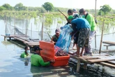 BRIDA Kota Surabaya Kembangkan Tambak Mangrove untuk Tingkatkan Hasil Ikan