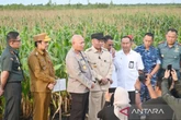 Polda Kalsel Segera Panen 30 Hektare Jagung yang Ditanam di Lahan Rawa