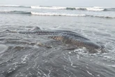 Kematian Hiu Paus Picu Kajian Kualitas Laut Cilacap