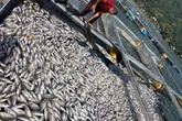 Ribuan Ikan Mati Massal di Danau Batur Bali, Badan Geologi: Bukan Indikasi Erupsi