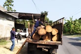 Kejar Mobil Mencurigakan 14 Kilometer, Perhutani Amankan 7 Gelondong Kayu Jati Ilegal